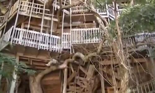 Nhà cây lớn nhất thế giới trước khi cháy rụi