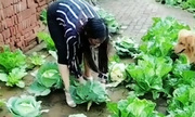 Người phụ nữ trồng bắp cải trên sân gạch