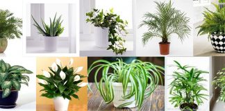 10 Loại cây cảnh trong nhà thanh lọc không khí tốt...